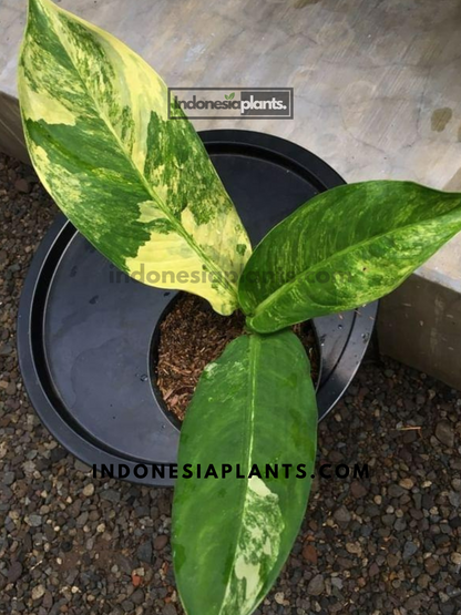 Dieffenbachia Big Ben Variegated