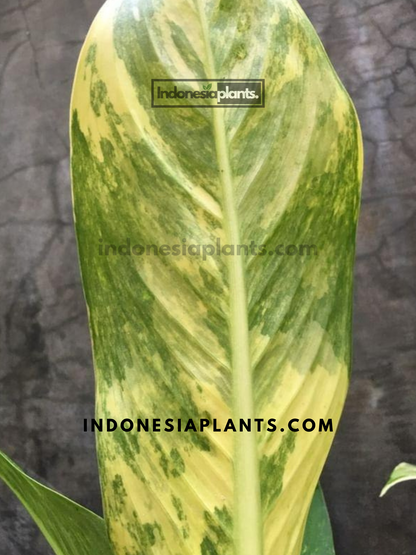 Dieffenbachia Big Ben Variegated