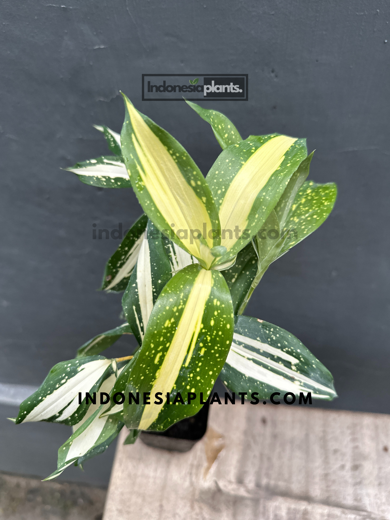 A side view of Dracaena Surculosa Milky Way in a pot, highlighting its bold white speckling.