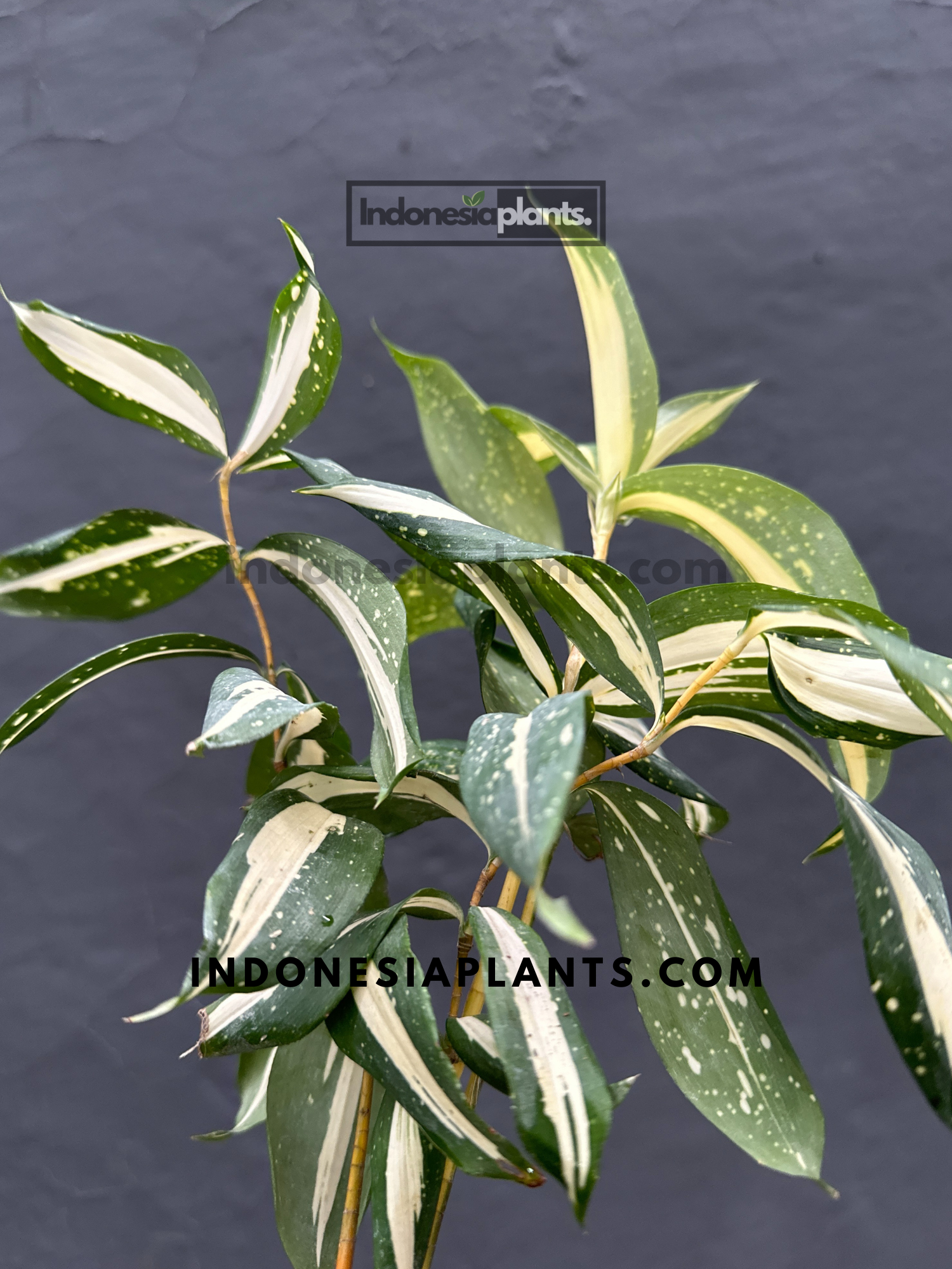 A close-up of Dracaena Surculosa Milky Way’s cream-colored speckles on green leaves.