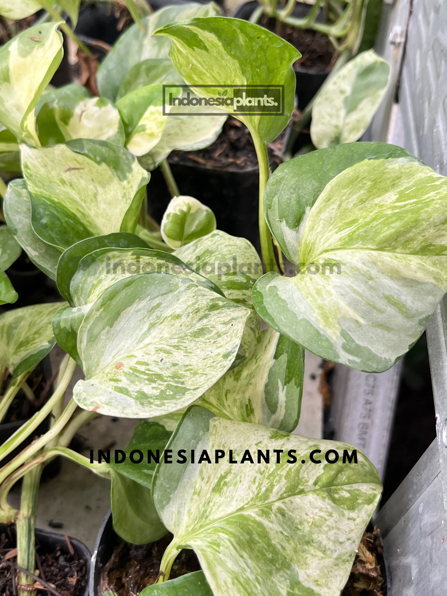 Epipremnum Manjula Pothos