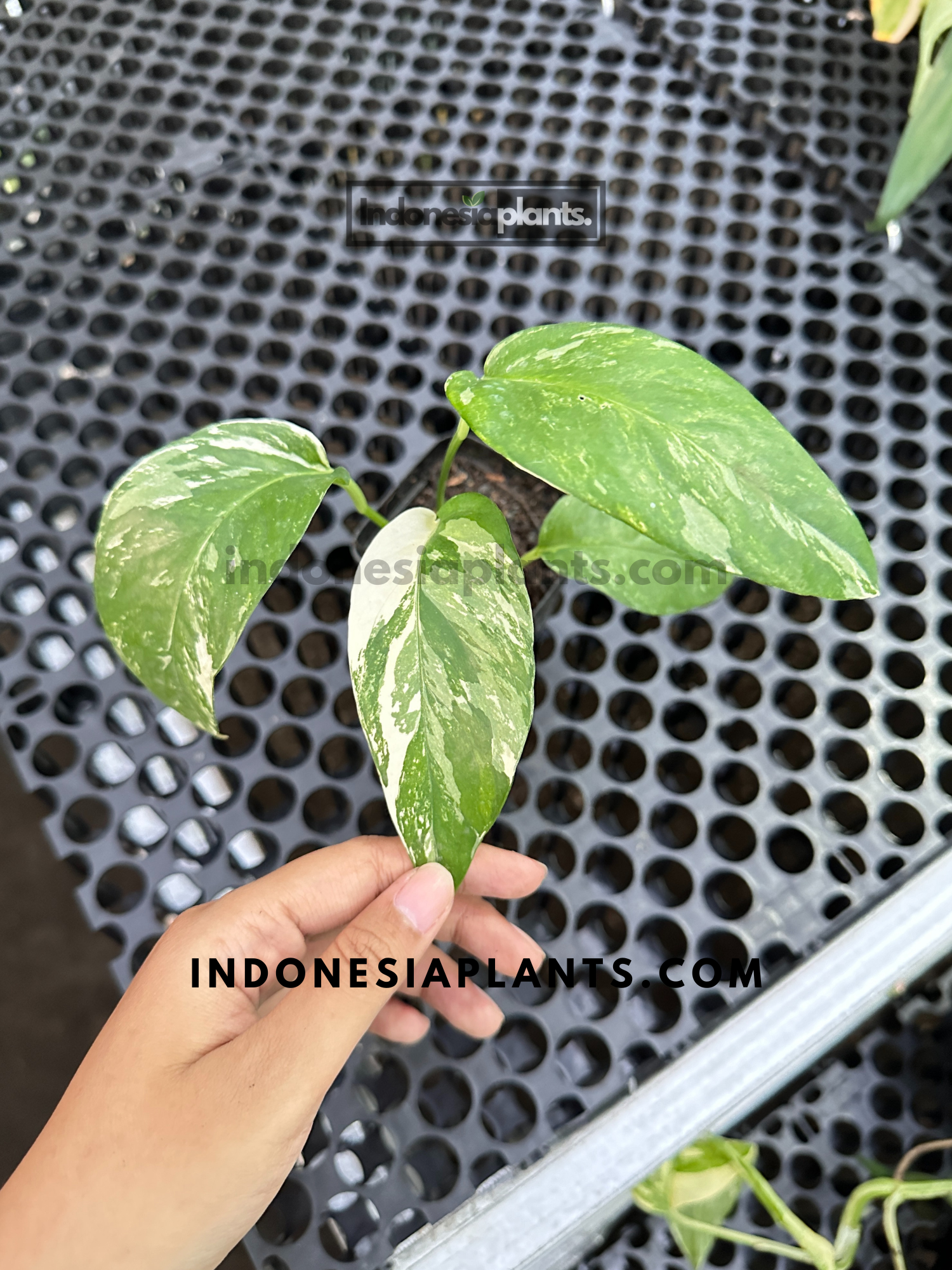 A top-down view of Epipremnum Pinnatum Albo Variegated, with its creamy white variegation.