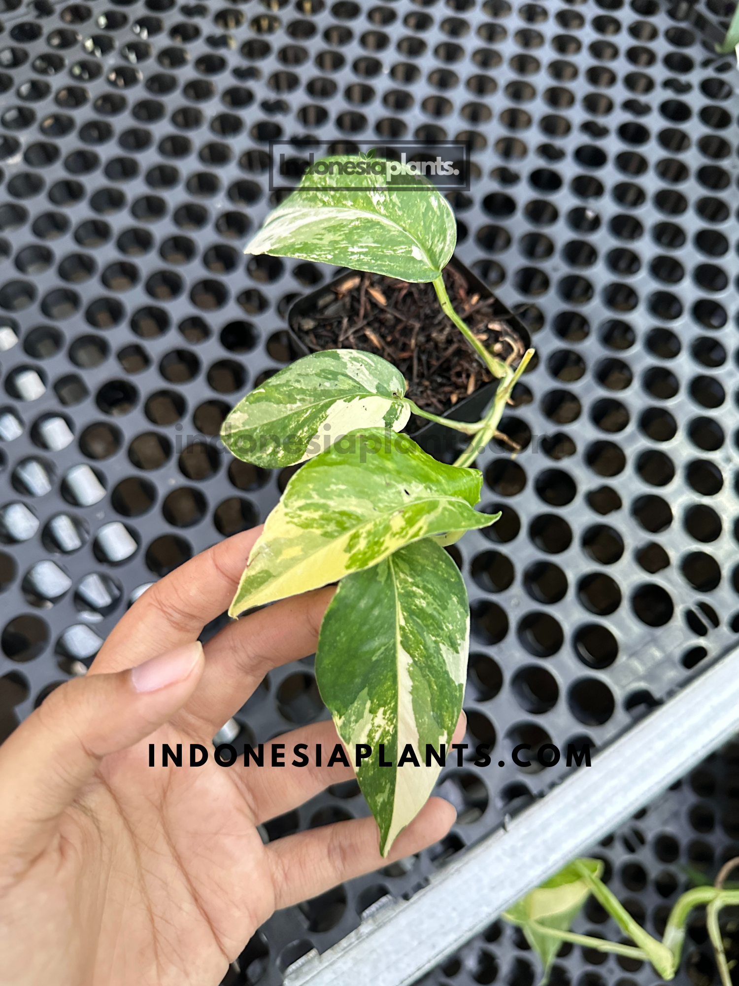 A hand gently holding a fresh Epipremnum Pinnatum Albo Variegated leaf, showing off the white and green marbling.