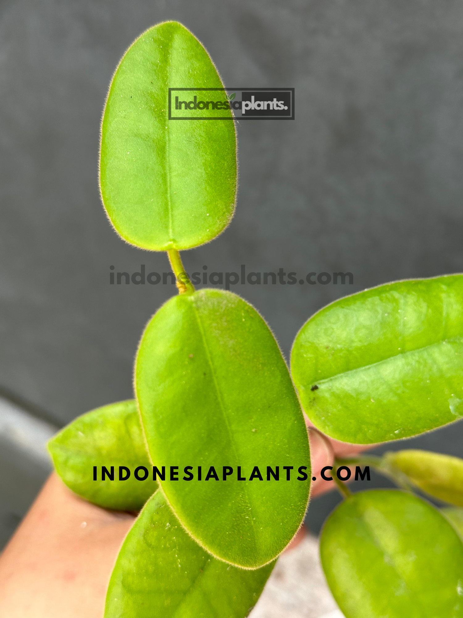 Close-up of Hoya Coronaria's fuzzy oval leaves in vibrant green.