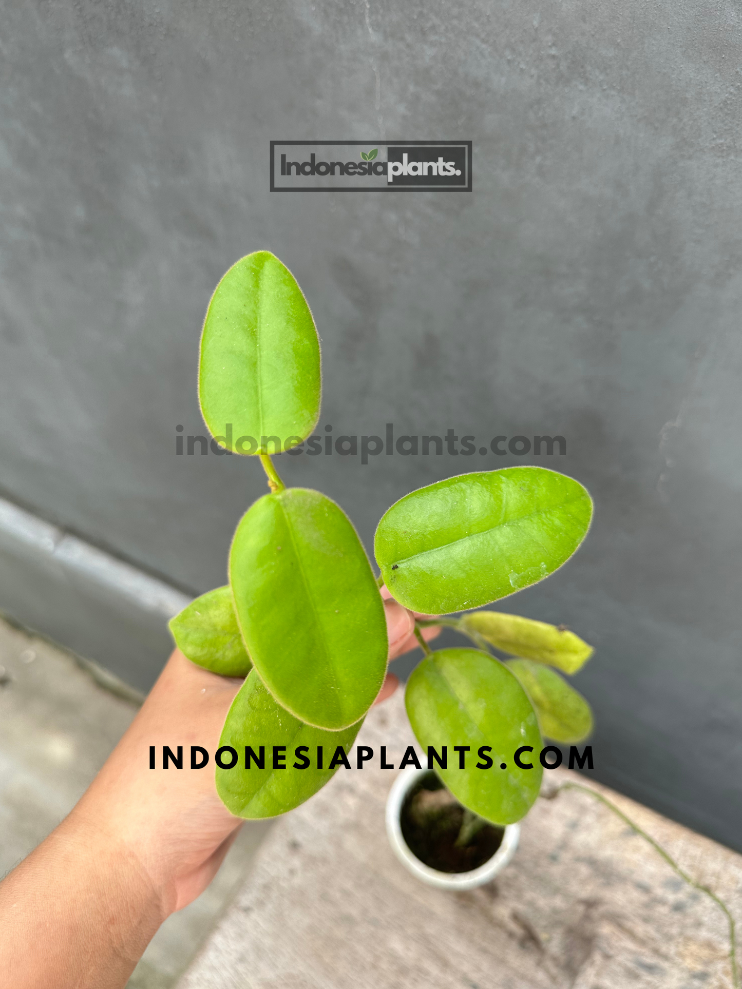 Healthy and lush Hoya Coronaria with distinctive velvety foliage.