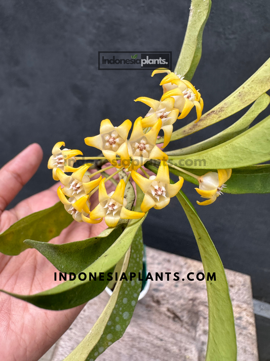 Hoya Occultata plant with waxy blooms in vibrant clusters.