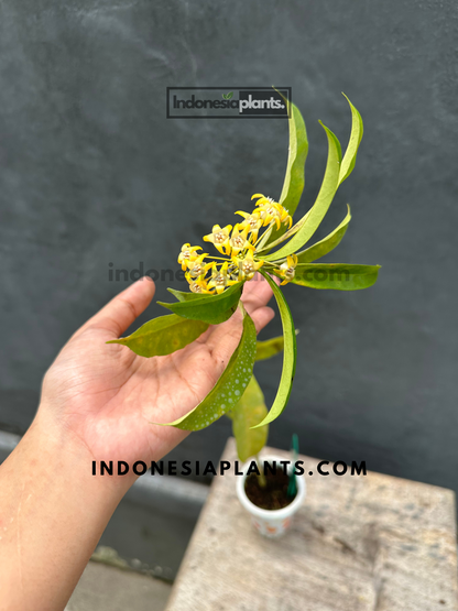 Rare Hoya Occultata with glossy leaves and fragrant blossoms.