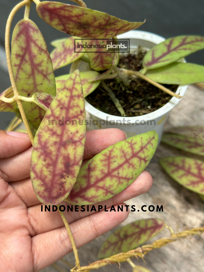 Close-up of Hoya Scortechinii leaves with intricate red veins.