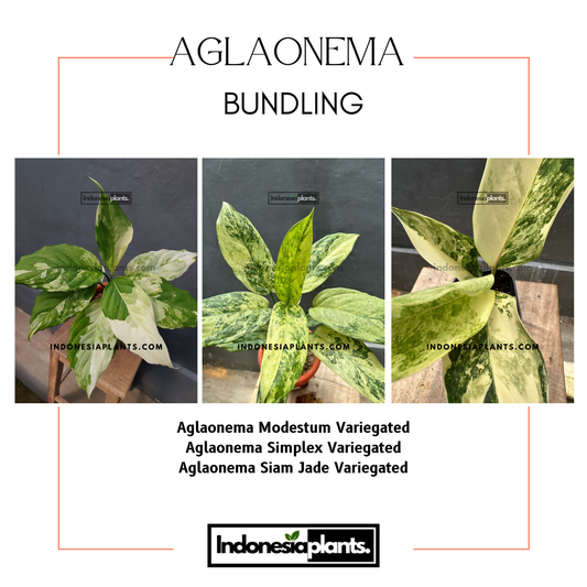 Bundle of Aglaonema Modestum Variegated, Aglaonema Simplex Variegated, Aglaonema Siam Jade Variegated