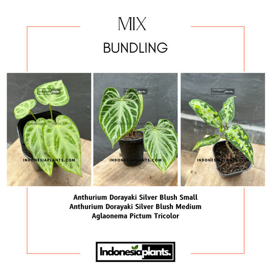 Anthurium Dorayaki Silver Blush Small Anthurium Dorayaki Silver Blush Medium Aglaonema Pictum Tricolor