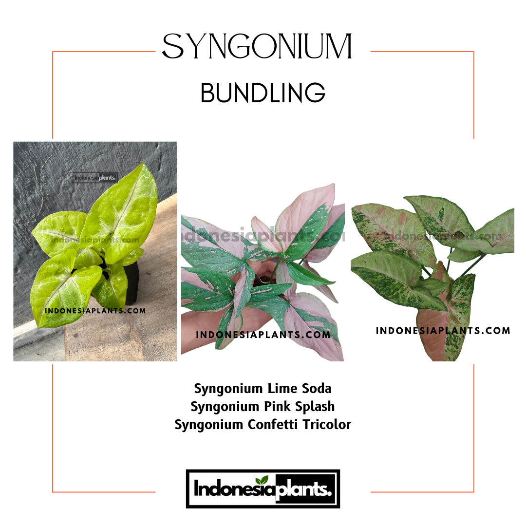 Syngonium Lime Soda
Syngonium Pink Splash
Syngonium Confetti Tricolor