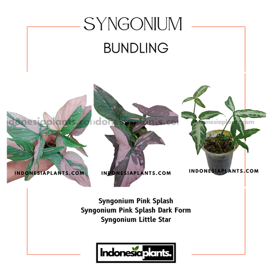 Syngonium Pink Splash
Syngonium Pink Splash Dark Form
Syngonium Little Star