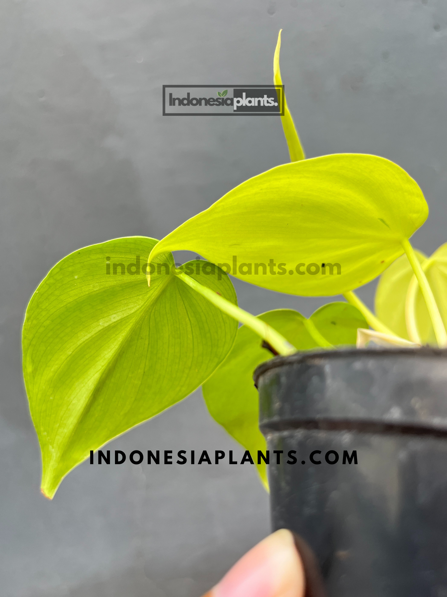 Close-up of healthy Lemon Lime Philodendron leaves in vivid yellow-green.