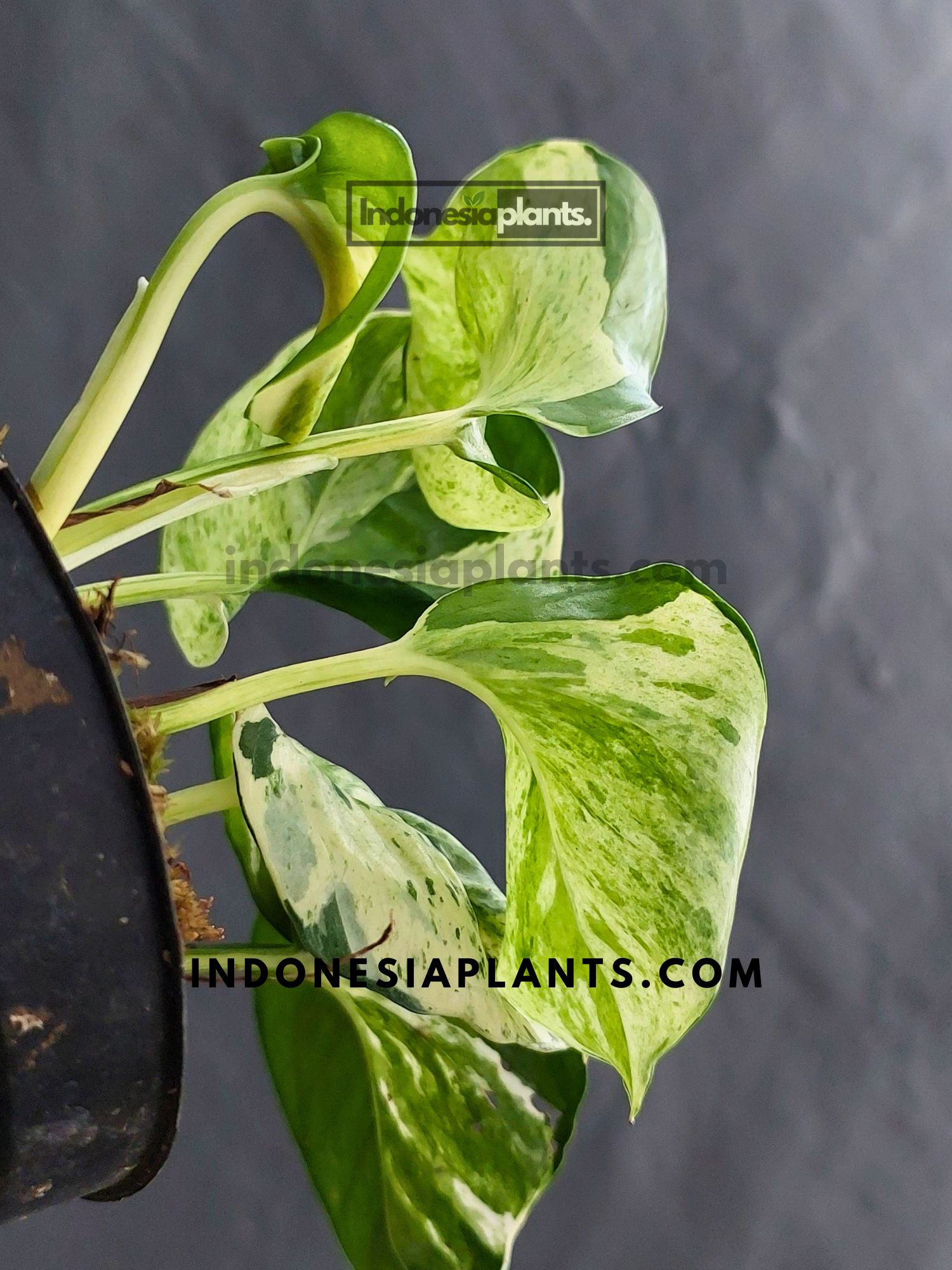 Manjula Pothos