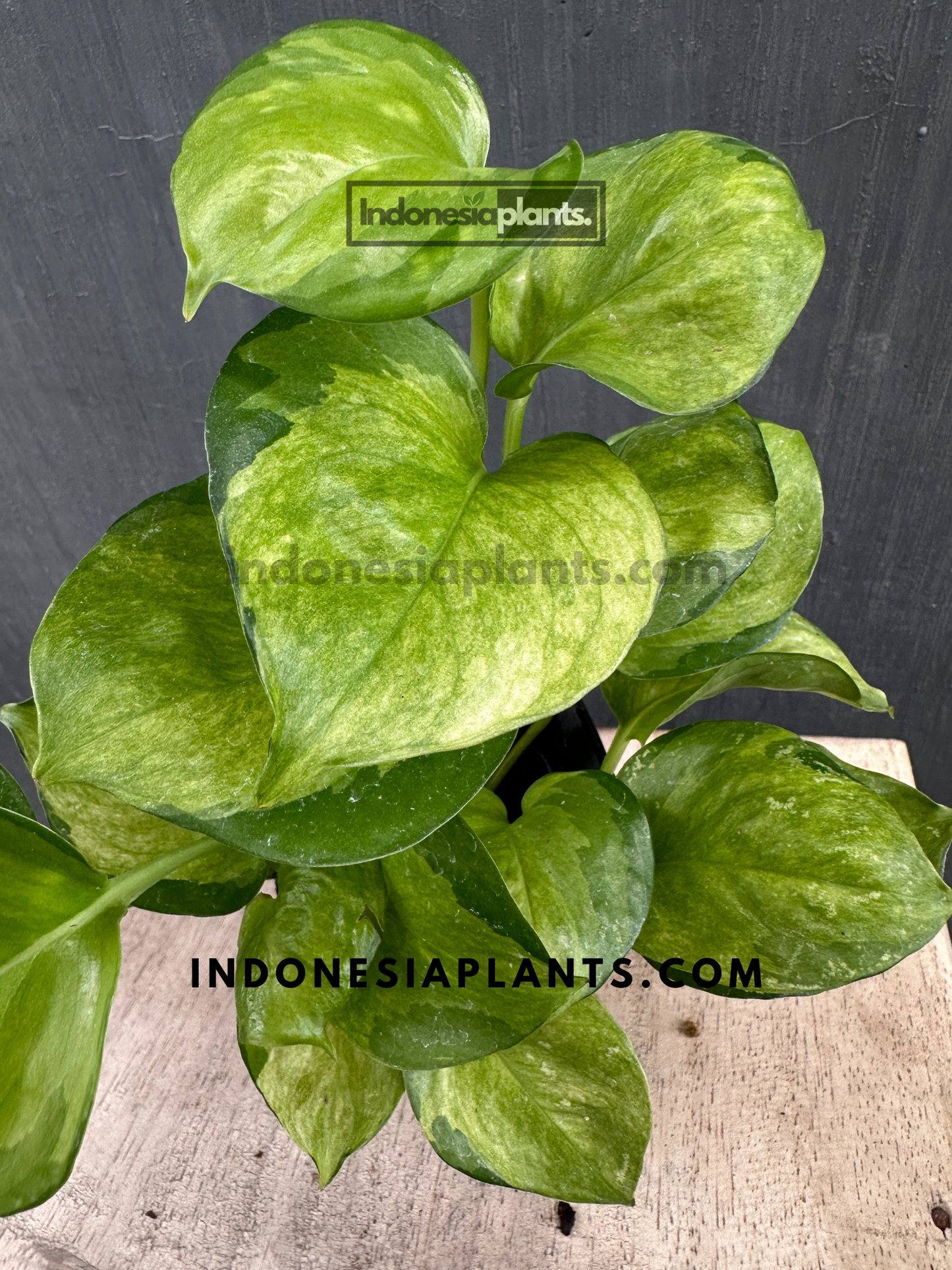 Manjula Pothos Mint