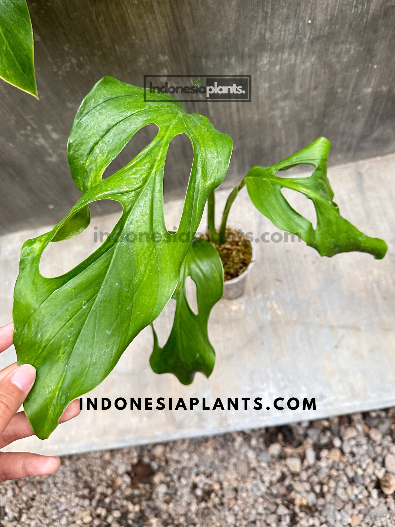 Monstera Acacoyaguensis fenestrated