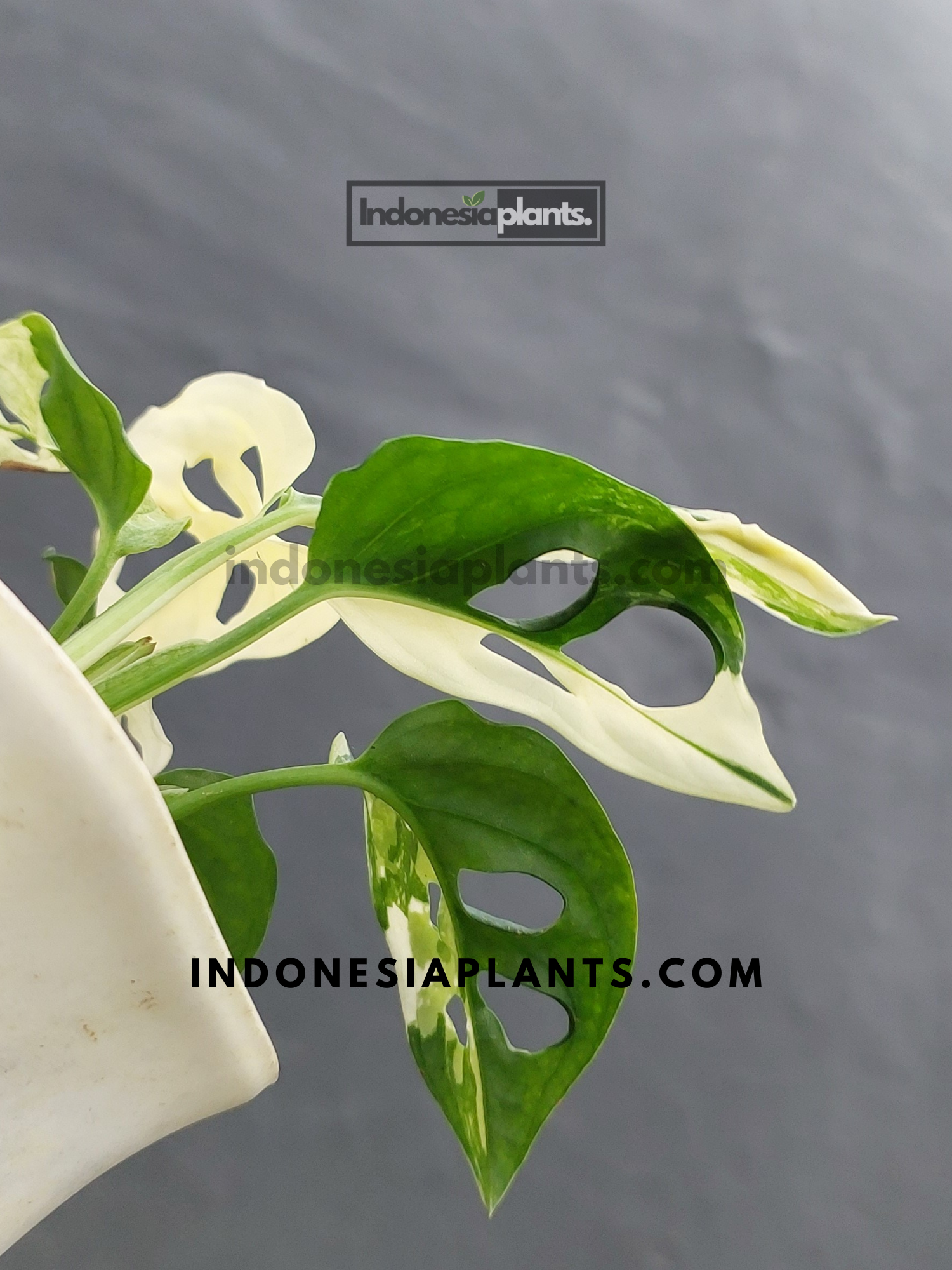 Monstera Adansonii Albo Variegated