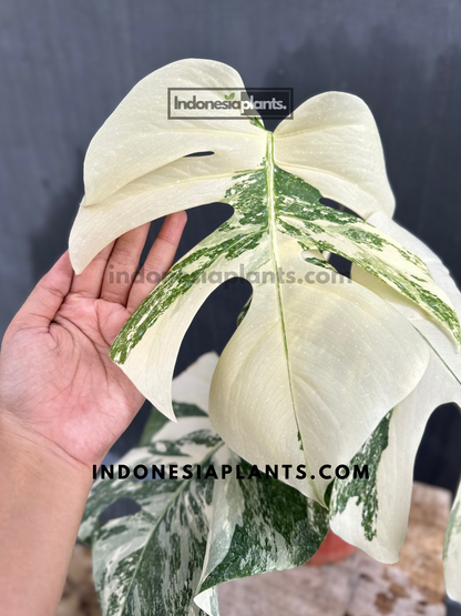 Monstera Variegated Fenestrated