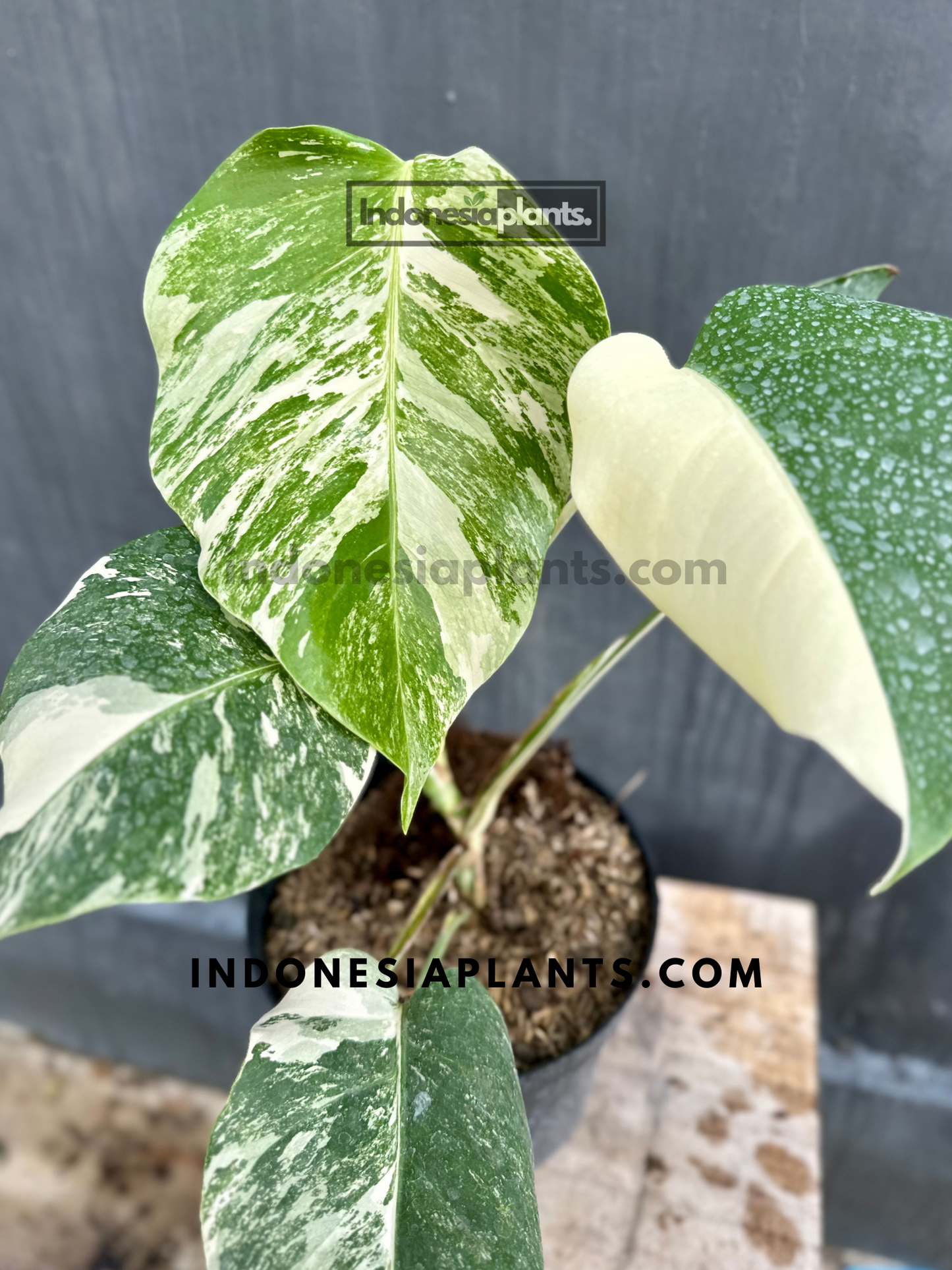 Front view of Monstera Variegated Non-Fenestrated showcasing its large, heart-shaped leaves with green and white variegation.