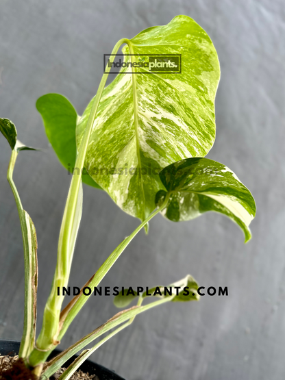 Back view of Monstera Variegated Non-Fenestrated leaves, highlighting the variegated patterns and smooth surface.