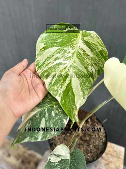 Monstera Variegated Non-Fenestrated held by hands, displaying its vibrant variegated foliage.