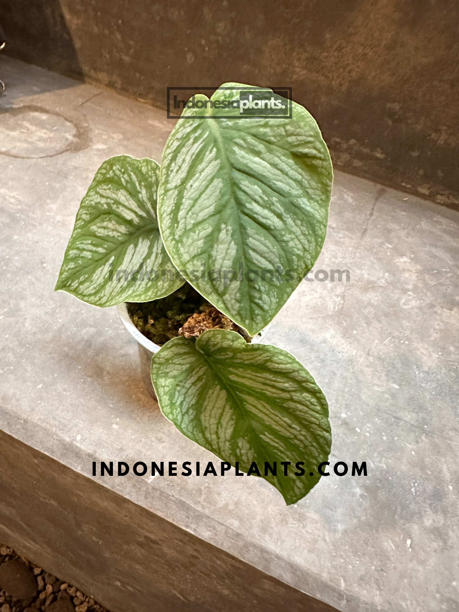 Full view of Monstera Dubia Medium Size in a pot, showcasing its shiny heart-shaped leaves.