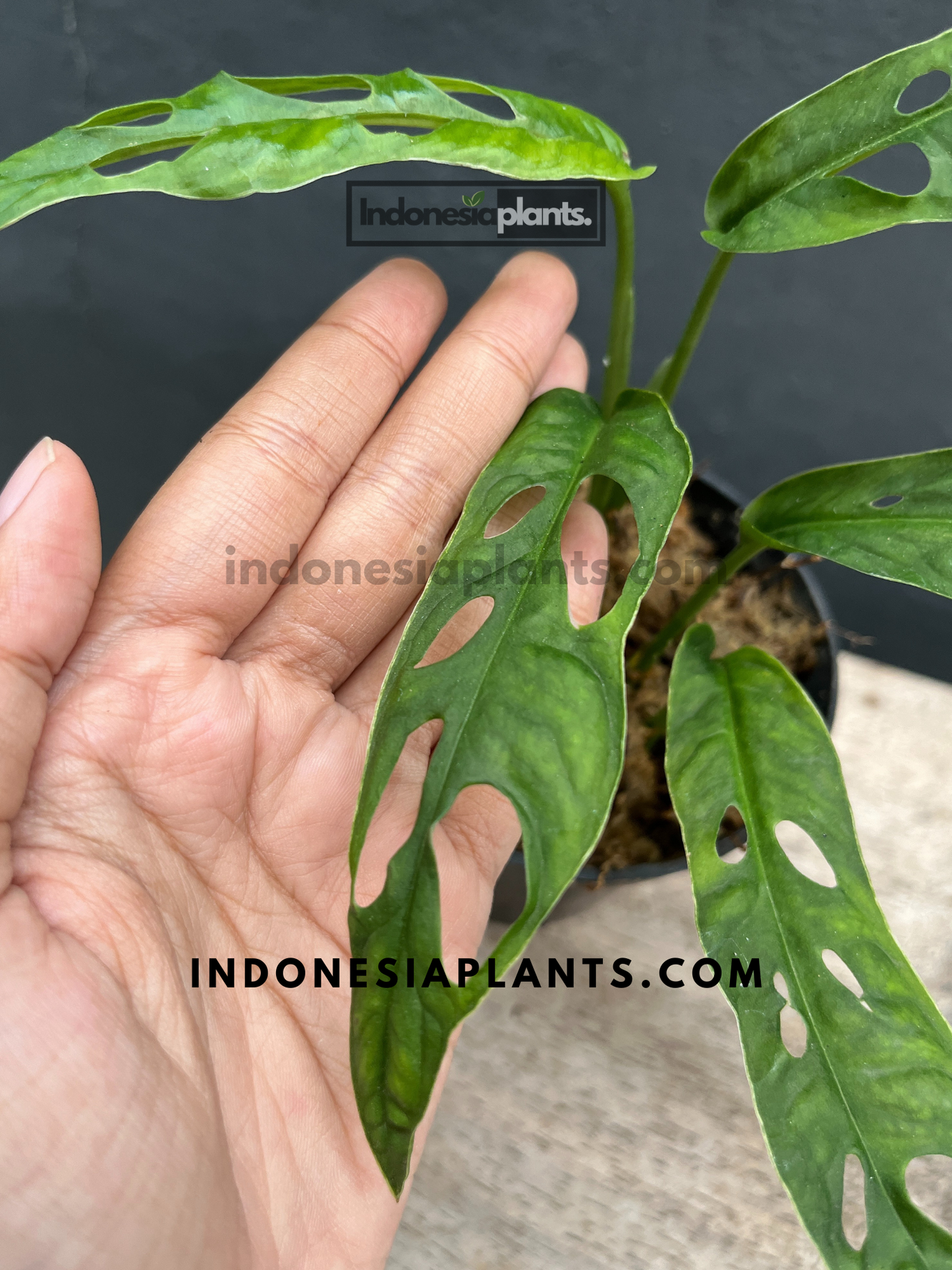 Rare Monstera cf. Obliqua French Guiana with intricate green leaves and striking natural fenestrations.