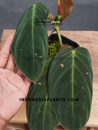 Philodendron Gigas Large