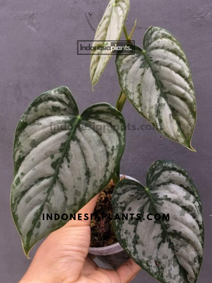 Philodendron Brandtianum large
