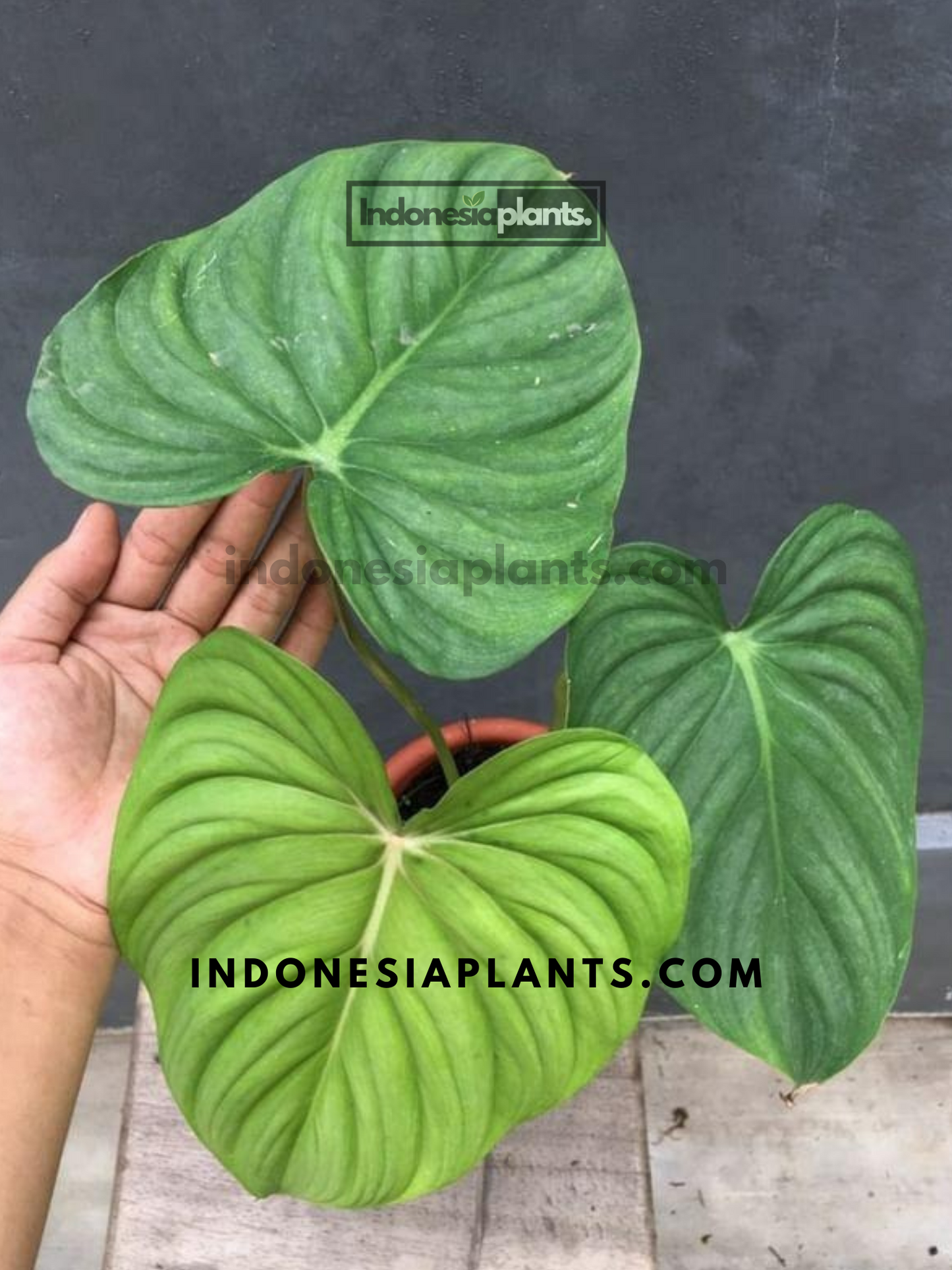 Philodendron Confident
