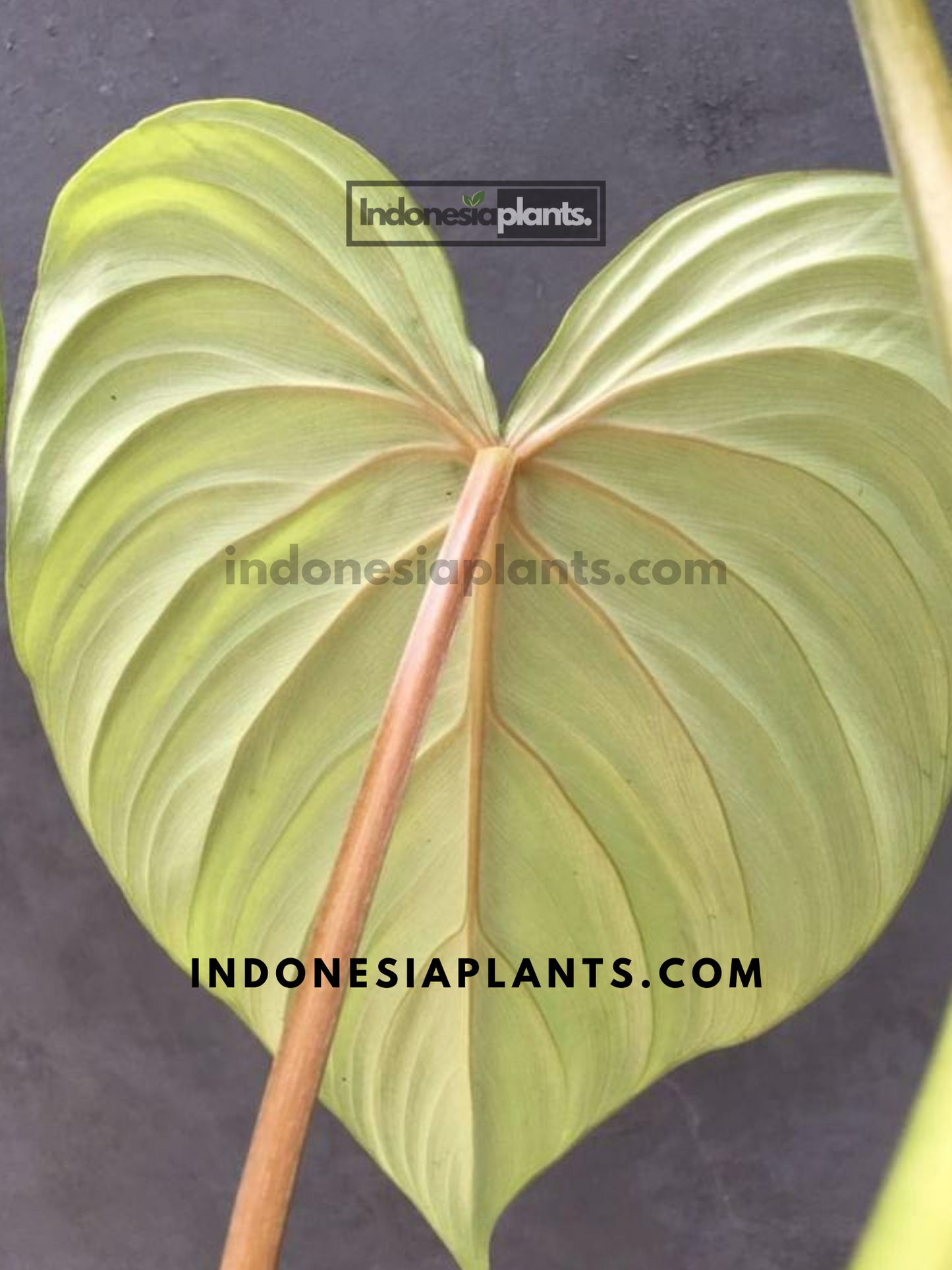 Philodendron Confident