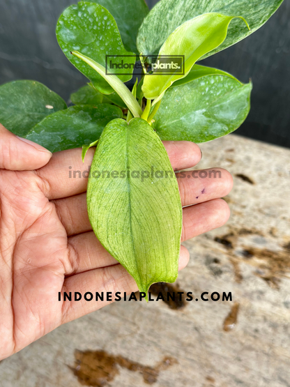 Philodendron Florida Ghost Mint Small