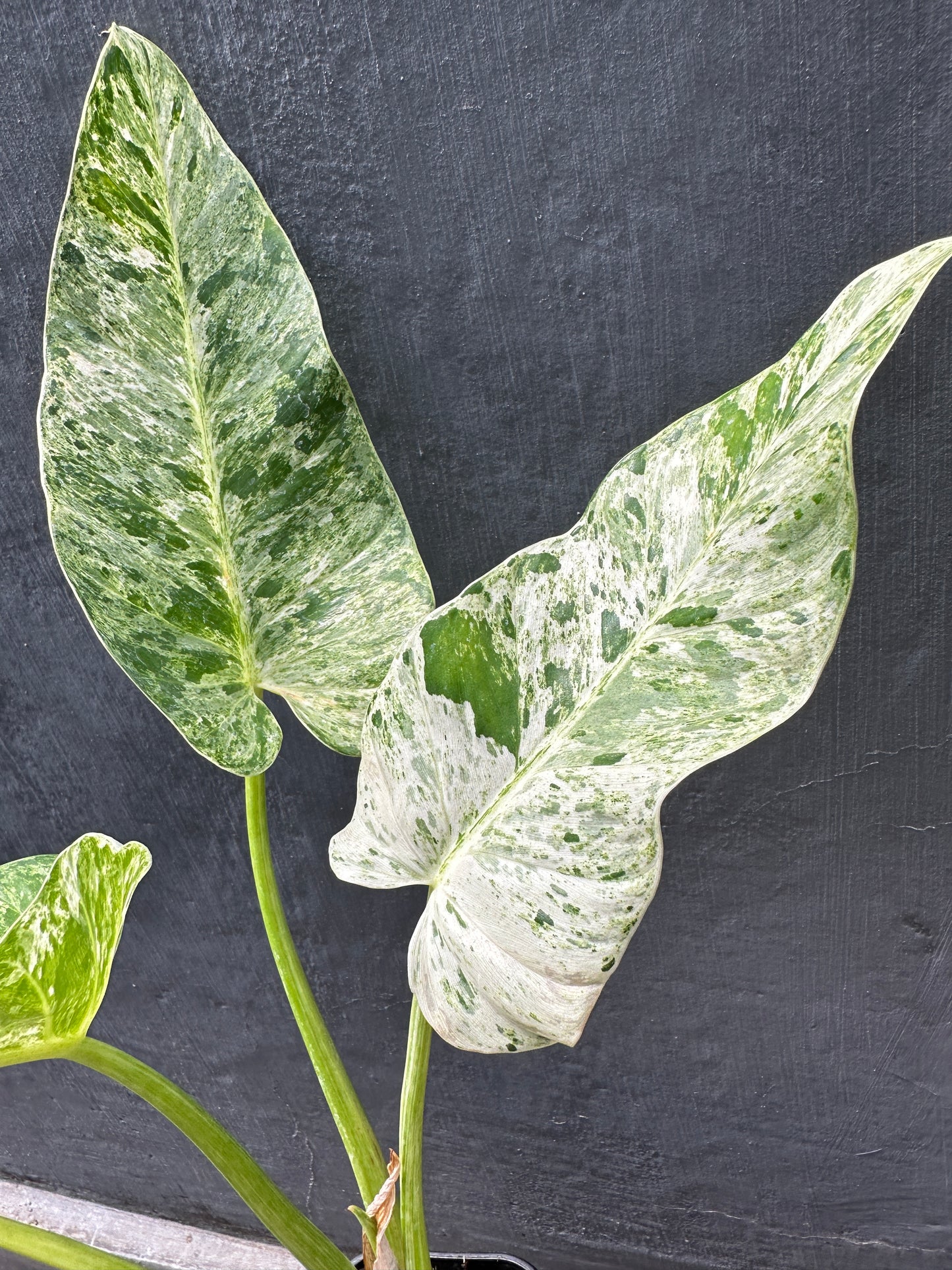 Philodendron Giganteum Marble