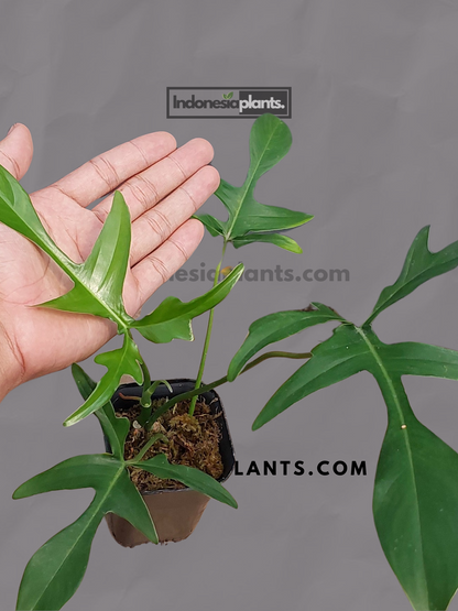 Philodendron Gladhands