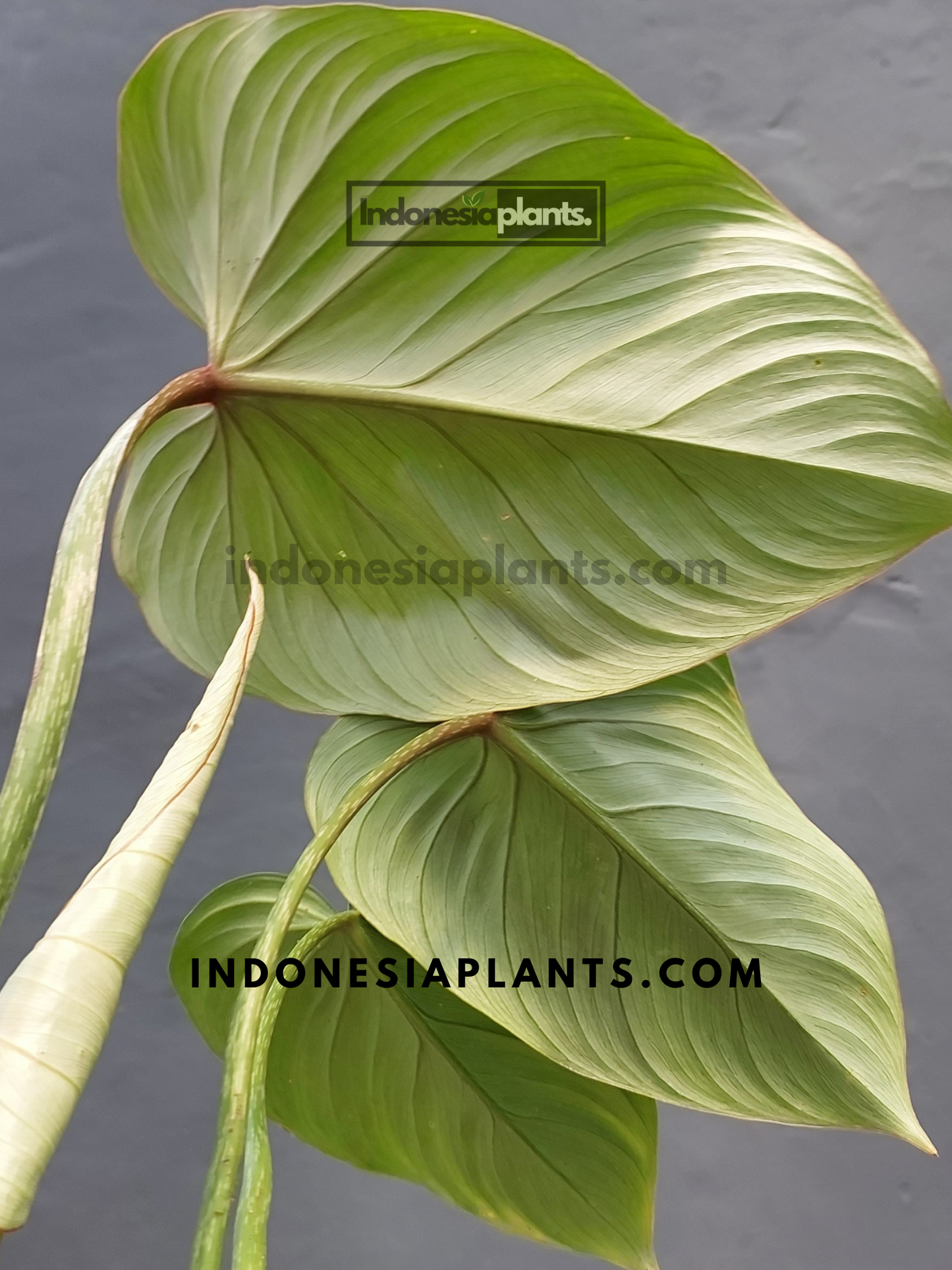 Philodendron Gloriosum