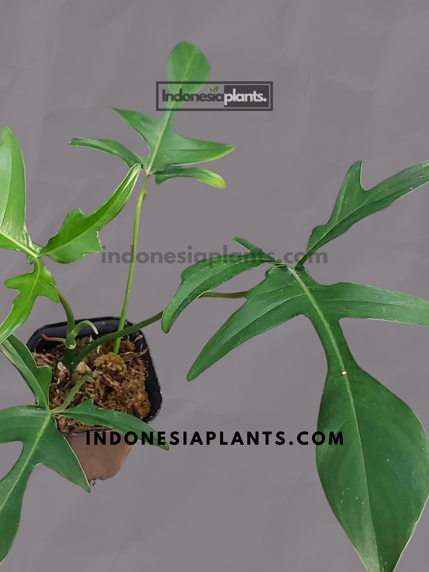 Philodendron Gladhands