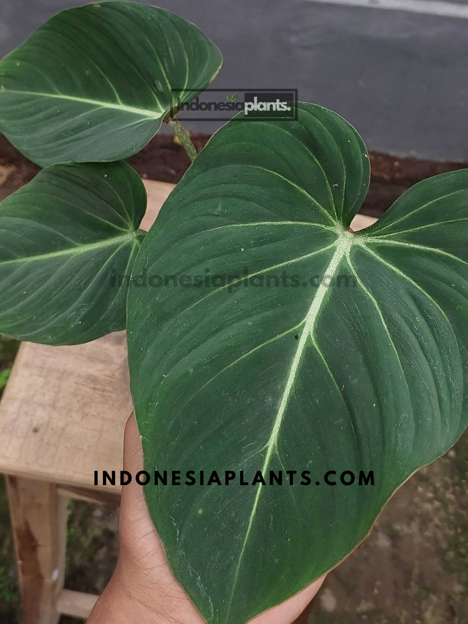 Philodendron Gloriosum