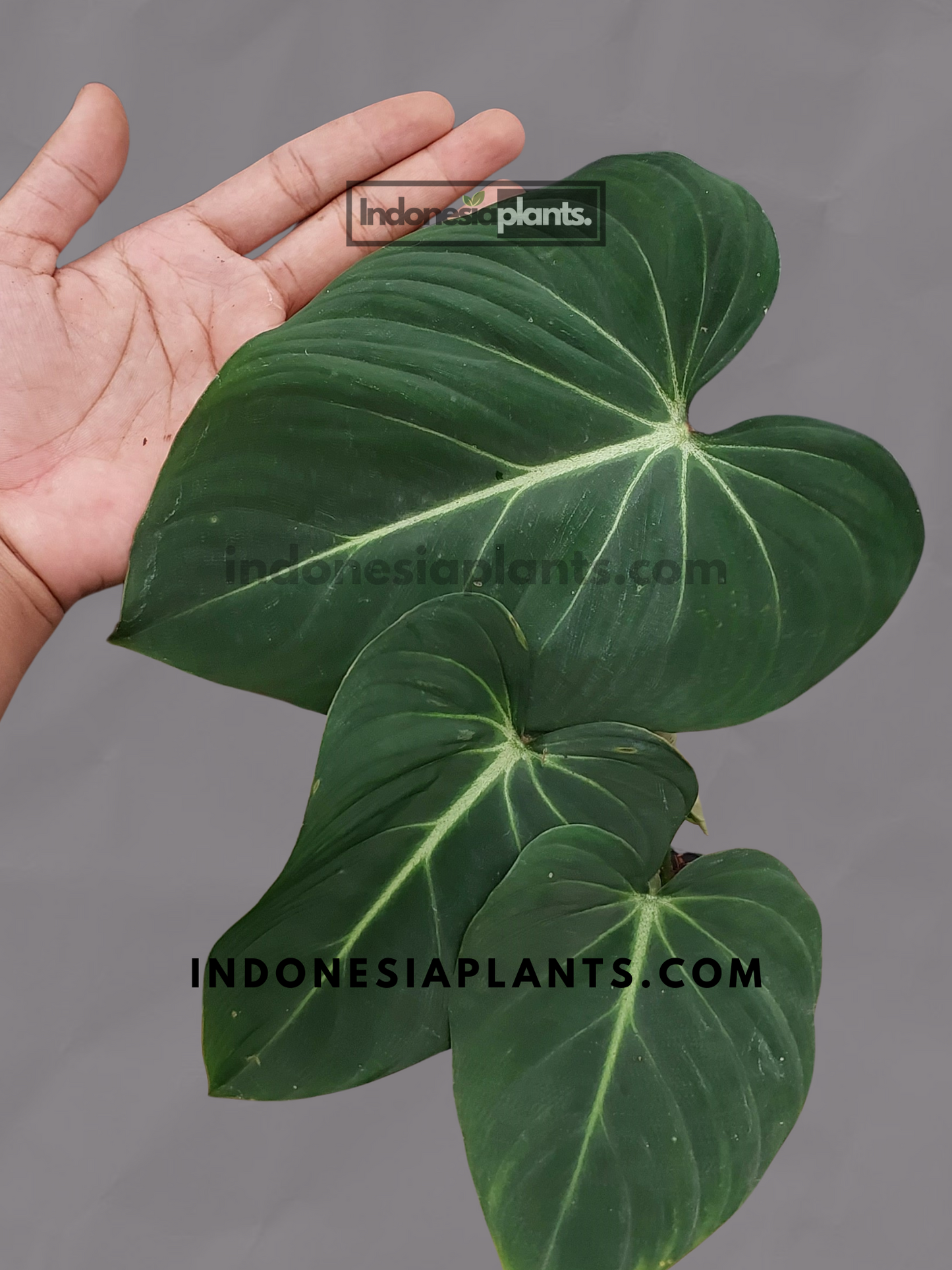 Philodendron Gloriosum