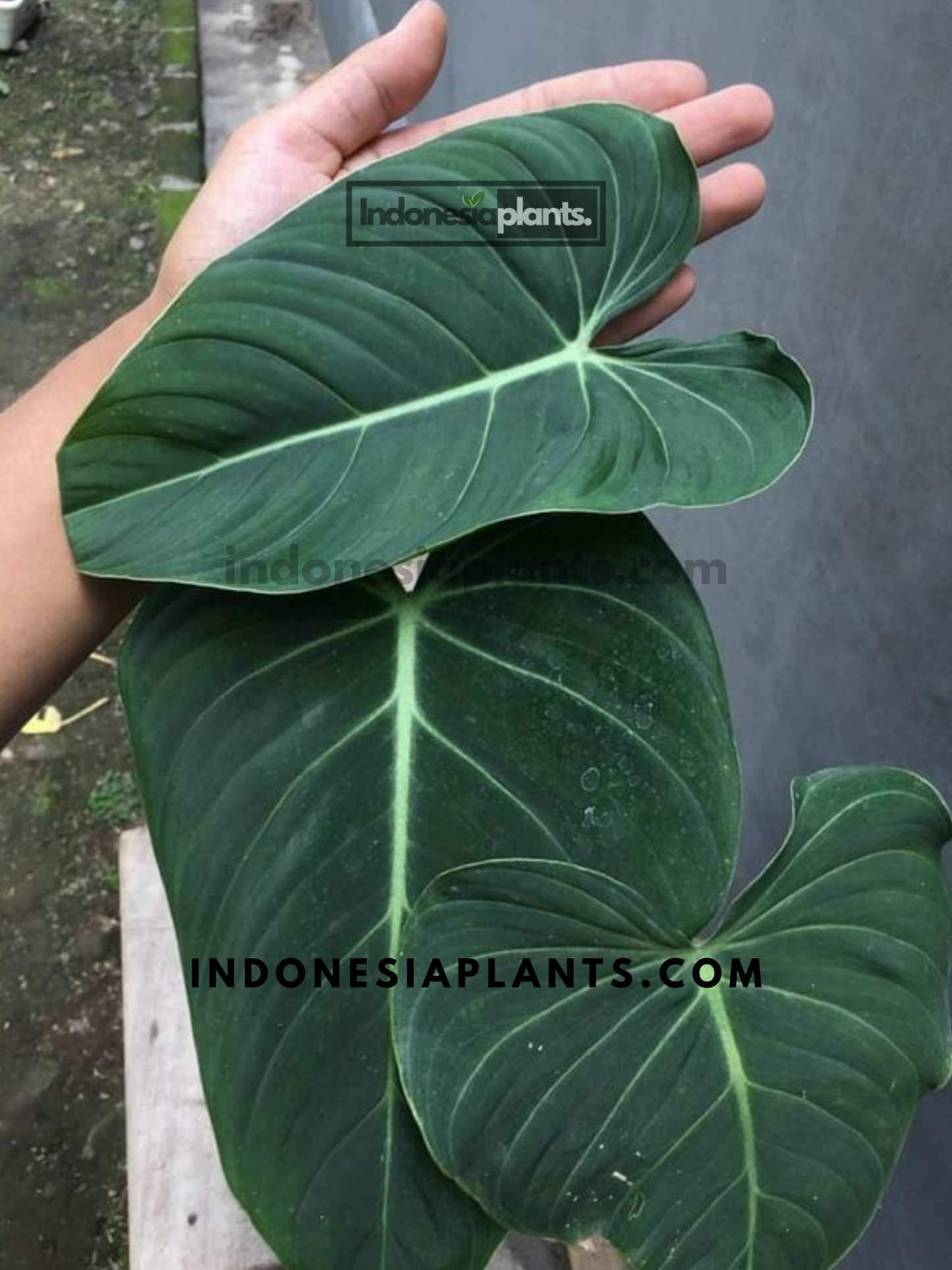 Philodendron Glorious