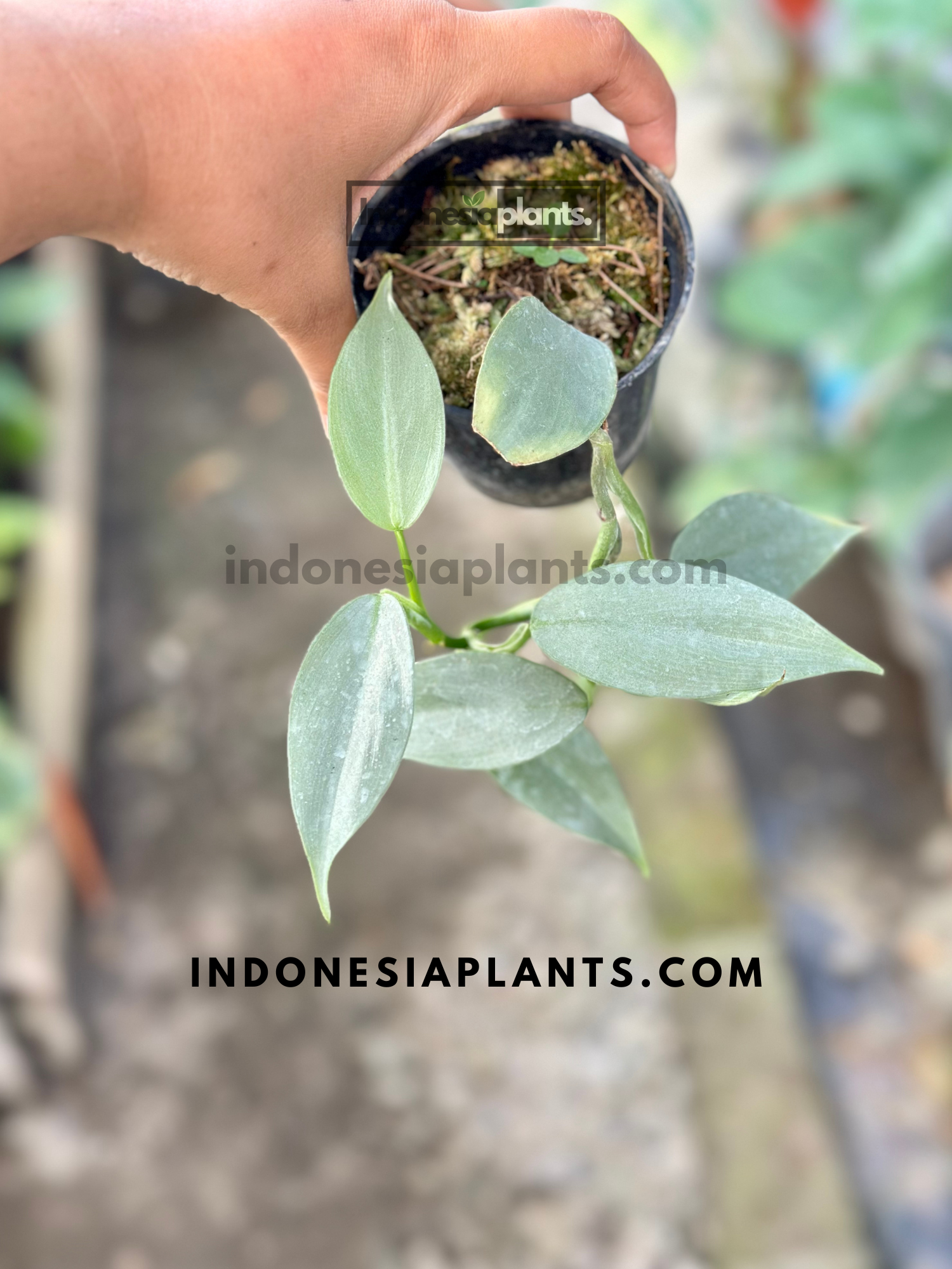 Philodendron Hastatum Silver Sword