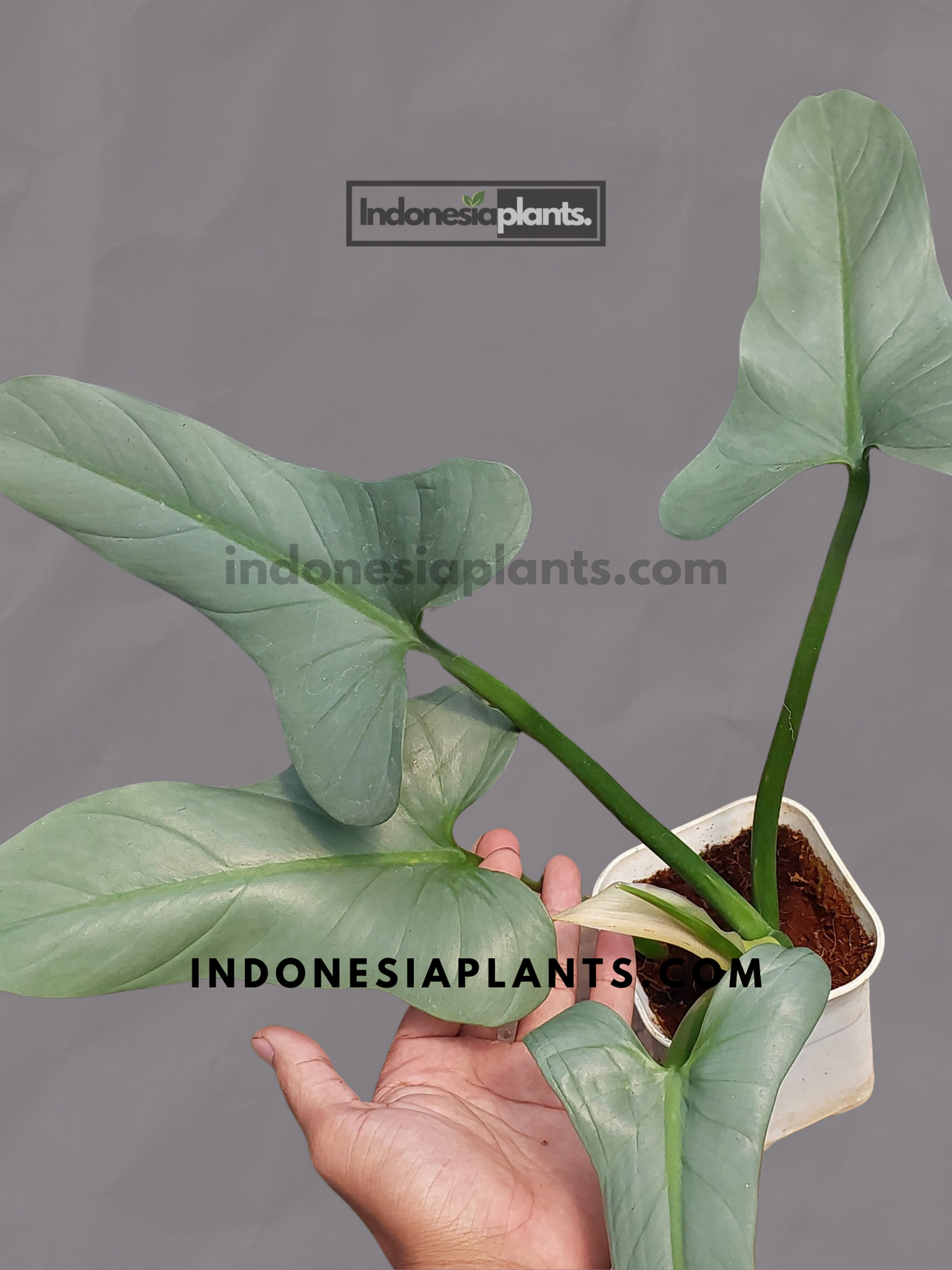 Philodendron Hastatum Silver Sword 