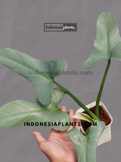 Philodendron Hastatum Silver Sword 