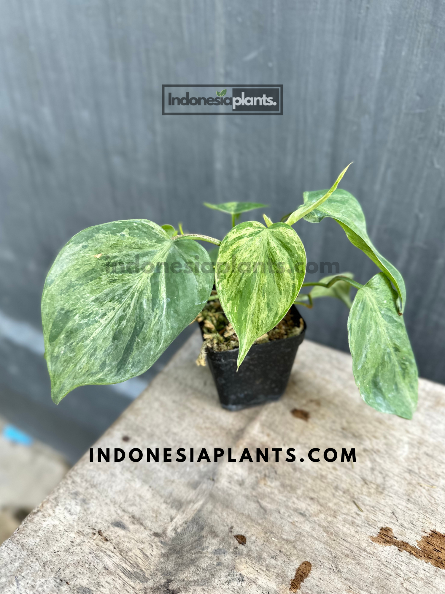 Philodendron Hederaceum Heartleaf Variegated