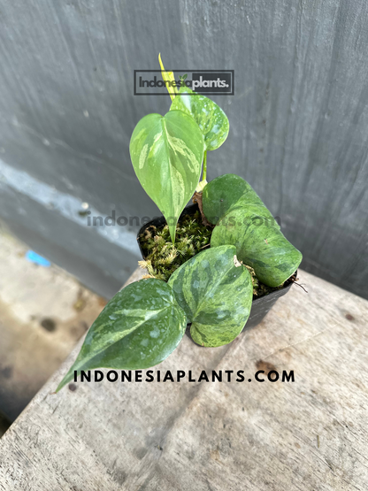 Philodendron Hederaceum Heartleaf Variegated Starter Plants