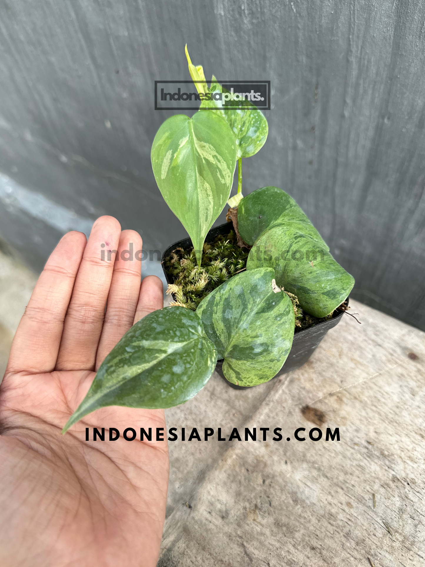 Philodendron Hederaceum Heartleaf Variegated Starter Plants