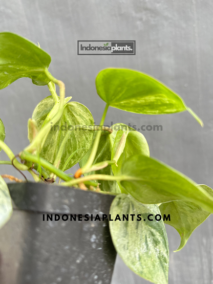 Philodendron Hederaceum Heartleaf Variegated