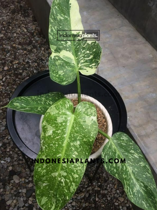 Top view of Philodendron Jose Buono Medium Size in a pot, highlighting its variegated leaves.