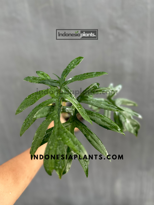 Philodendron Mayoi