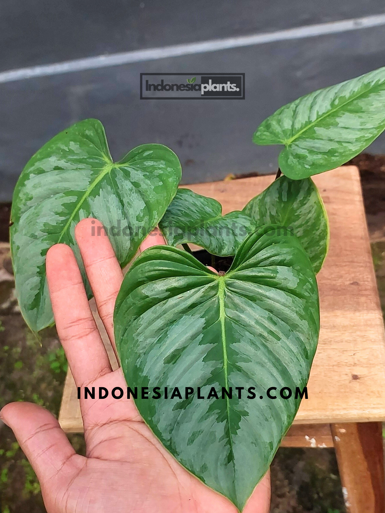 Philodendron Sodiroi