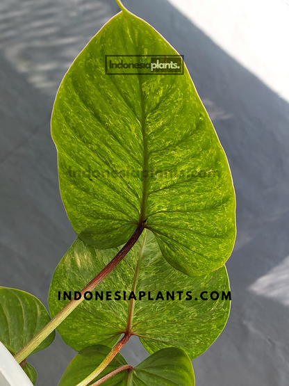 Philodendron Sodiroi Variegated